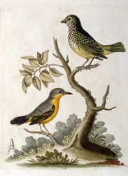 Akvarellillustration av en tretåig sengångare av G Edwards 1758. George Edwards (1694-1773) var en brittisk naturforskare och ornitolog. Han reste mycket genom Europa och studerade naturhistoria och fåglar i synnerhet. Han fick ett visst erkännande