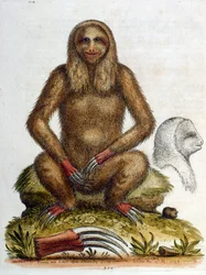 Akvarellillustration av en tretåig sengångare av G Edwards 1758. George Edwards (1694-1773) var en brittisk naturforskare och ornitolog. Han reste mycket genom Europa och studerade naturhistoria och fåglar i synnerhet. Han fick ett visst erkännande