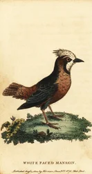 Vitplymig myrfågel, Pithys albifrons., 1800 (gravyr)