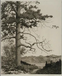 Old Pine, Estes Park