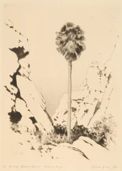 Palm Canyon (nr 1)