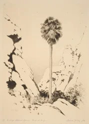 Palm Canyon (nr 1)