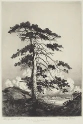 Sentinel Pine