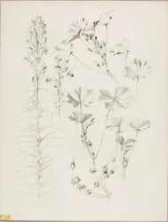 Utan titel (botanisk studie)