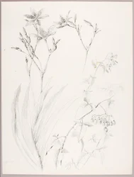 Utan titel (botanisk studie)