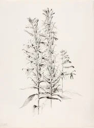 Utan titel (Kardinalblomma, Lobelia Cardinalis)