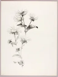 Utan titel (tusenskönor)