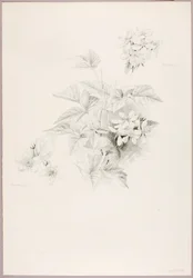 Utan titel (Dewberry och Blackberry)