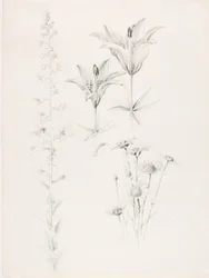 Utan titel (lilja, tusensköna, hibiskus)