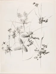 Utan titel (starrgräs)