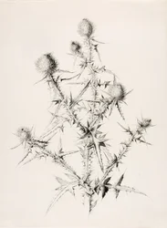 Utan titel (Thistle)