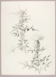 Utan titel (Thistle)