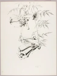 Utan titel (Trumpet Vine)