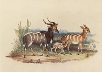 Nyalan