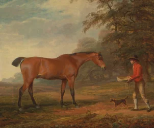 En Bay Horse närmade sig av en stall-pojke med mat och en grimma