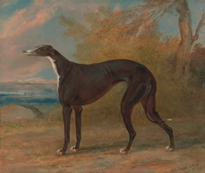 En av George Lane Foxs vinnande vinthundar: den svarta och vita vinthundstiken, Juno, även kallad Elizabeth