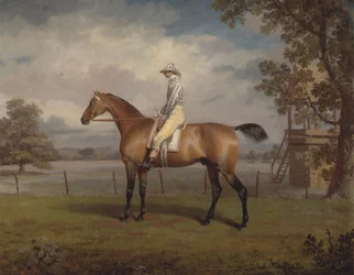 Porträtt av en kapplöpningshäst, möjligen förklädnad, hertigen av Hamiltons egendom, med Jockey Up