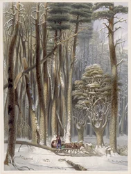 Vinter, hindrade resenärer i en tallskog, från Harveys Scenes of the Primitive Forest of America, 1841 (handfärgad akvatint)