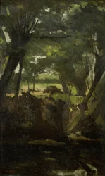 Utsikt i skogen