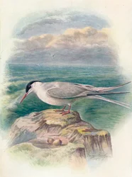 Tärna - Sterna macrura, c1910, 1910