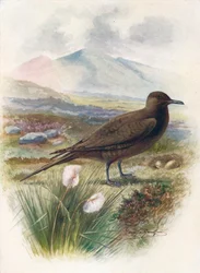 Arctic eller Richardsons Skua - Stercorarius crepidalus, c1910, 1910