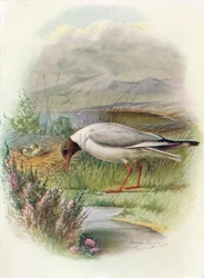 Svarthövdad fiskmås - Larus ridibundus, c1910, 1910
