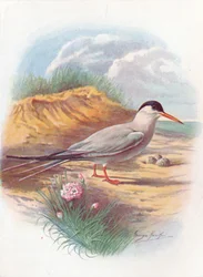 Tärna - Sterna fluviatilis, c1910, 1910