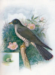 Gök - Cuculus canorus, c1910, 1910