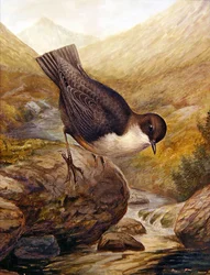 Dipper (akvarell på papper)