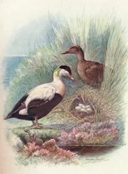 Ejder - Somateria mollissima, c1910, 1910