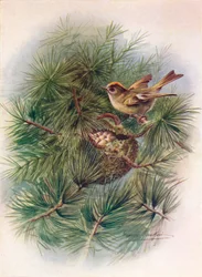 Goldcrest - Regulus cristatus, c1910, 1910