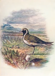 Guldpipare - Charadrius pluvialis, c1910, 1910