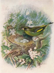 Grönfink - Ligurinus chloris, c1910, 1910