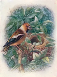 Hagfink - Coccothraustes vulgaris, c1910, 1910