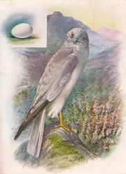 Hen-Harrier - Circus cyaneus, c1910, 1910