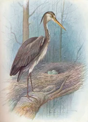 Heron - Ardea cinerea, c1910, 1910