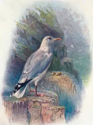 Fiskmås - Larus argentatus, c1910, 1910