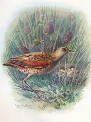 Landräcke eller sädesnörda - Crex pratensis, c1910, 1910