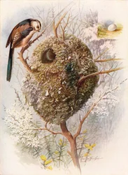 Stjärtmes - Acredula caudata, cirka 1910, 1910