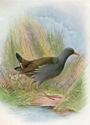 Moorhen eller Waterhen - Gallinula chloropus, c1910, 1910