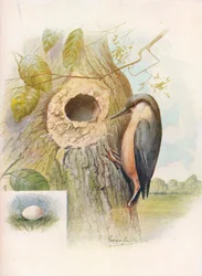 Nut-Hatch - Sitta caesia, c1910, 1910