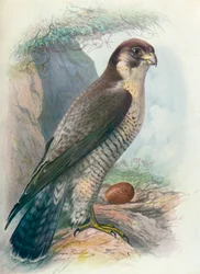 Pilgrimsfalk - Falco peregrinus, c1910, 1910