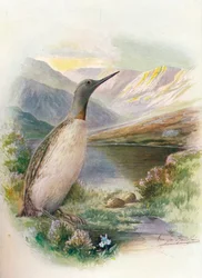 Rödhalsdykare - Colymbus septentrionalis, c1910, 1910