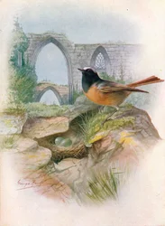 Rödstjärt - Ruticilla phoenicurus, omkring 1910, 1910