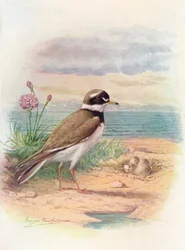 Ringpipare - Aegialitis hiaticola, c1910, 1910