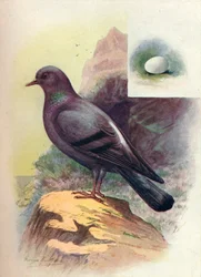 Rock-Pigeon - Columba livia, c1910, 1910