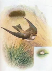 Sand-Martin - Cotil riparia, c1910, 1910