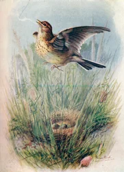Skylärka - Alauda arvensis, c1910, 1910