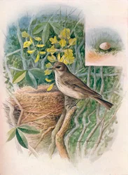 Fläckig flugfångare - Muscicapa grisola, c1910, 1910