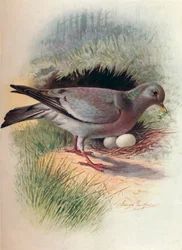 Stock-Dove - Columba oenas, c1910, 1910